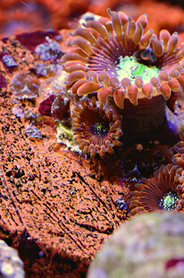 绚丽多彩的海底珊瑚景观