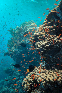 海底珊瑚与多彩小鱼