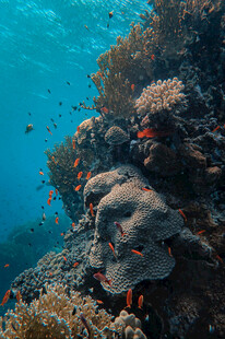 海底珊瑚与多彩小鱼景观