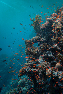 海底珊瑚与缤纷小鱼