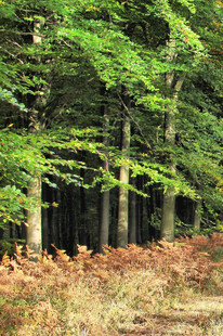 森林绿意盎然的秋日景象