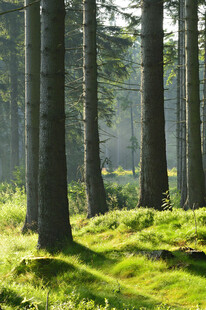 阳光洒落的静谧森林
