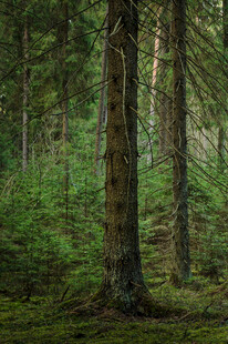 茂密森林中的高大树木
