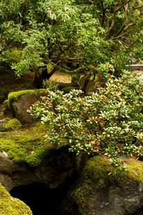 日式庭院绿植与苔藓景观