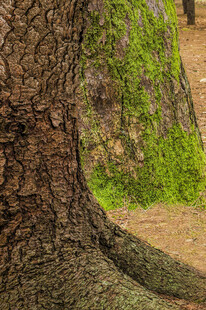 古老树干上的翠绿藤蔓