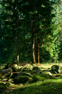 森林中的静谧石堆场景
