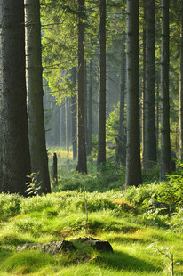 阳光洒落的静谧森林