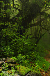 迷雾中的幽森绿意森林