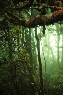 迷雾笼罩的神秘森林