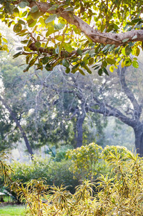 林间绿意盎然的自然景致