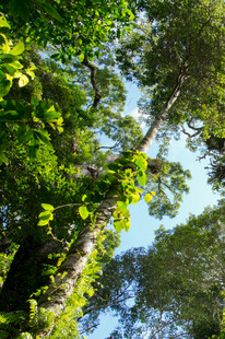 仰视茂密森林绿意盎然