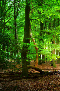 阳光洒落的静谧森林