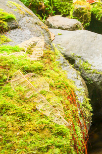 长满青苔的湿润岩石