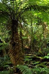 茂密丛林中的蕨类植物