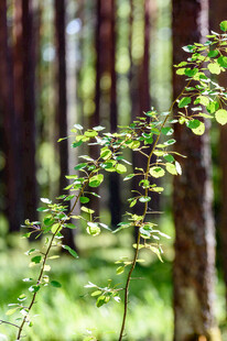 林间嫩绿枝叶生机盎然