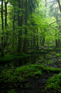 静谧森林中的绿意景致