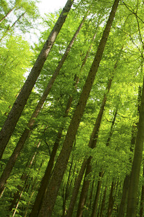 翠绿茂密的森林景观