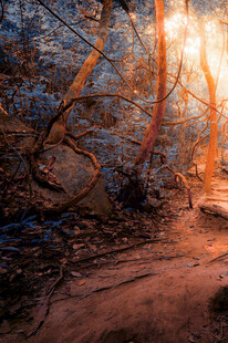 林间光影交织的神秘小径