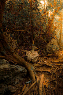 阳光洒落的神秘森林角落