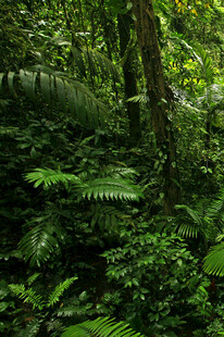 茂密丛林中的蕨类植物景观