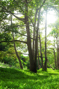 阳光洒落绿意盎然的树林