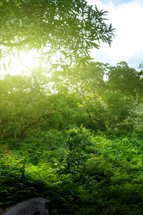 阳光洒落绿意盎然的森林