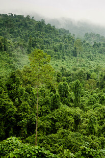 茂密翠绿的原始森林景观