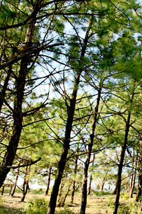 阳光照耀下的茂密松树林