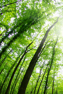 阳光洒落的茂密森林