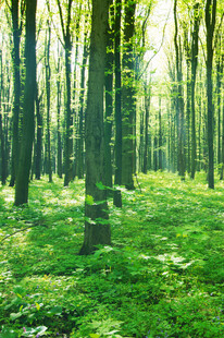 阳光洒落的静谧森林