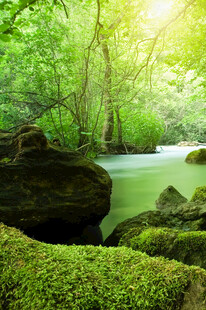 阳光照耀下的森林溪流