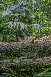 雨林中树干上的昆虫群落