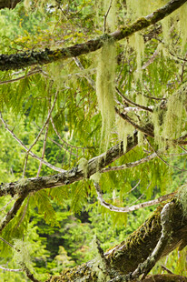 树枝上的绿色苔藓景观