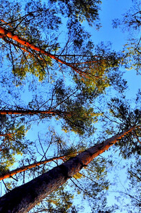 仰视蓝天中的茂密树林