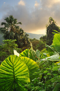 热带繁茂绿植景观
