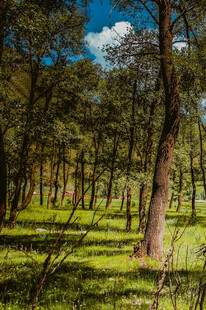 阳光洒落的静谧森林