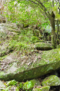 山林间的青苔覆盖岩石景观