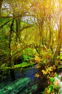 阳光洒落的森林溪流美景
