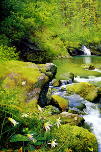 溪边垂钓者绿意环绕天地