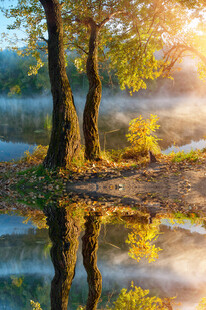 湖畔晨光中的树木倒影