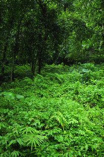 茂密森林中的绿色蕨类植物