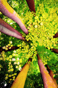 仰视茂密树林树冠景象