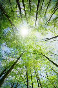 阳光穿透树林的清新景象