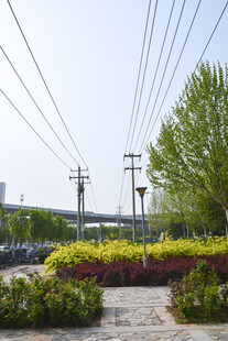 城市路边多彩绿植与电线