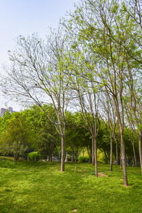 春日草地树林清新景致