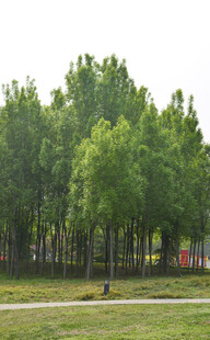 夏日葱郁树林风景