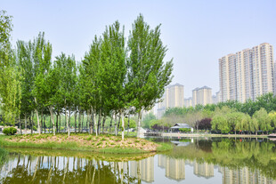 湖畔绿树与城市建筑景观