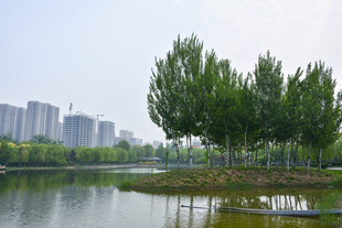 湖畔绿树与远处城市风光
