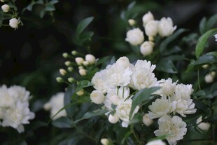 木香花绽放