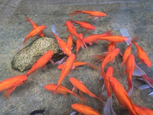 群游的鲜艳红色小金鱼